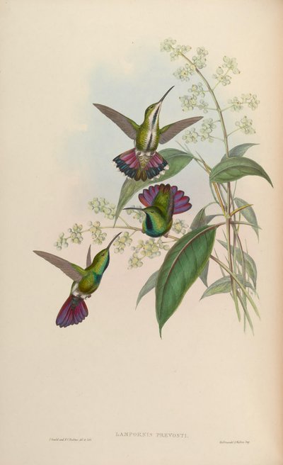 Anthracothorax prevostii - John Gould